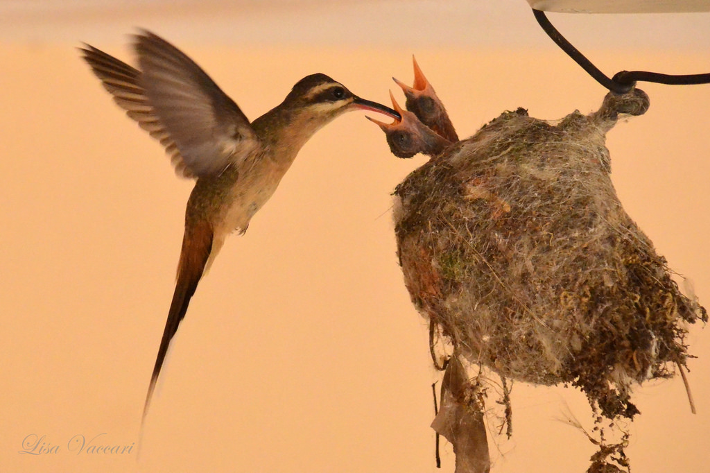 صني Hummingbird بريتا يغذي الكتاكيت