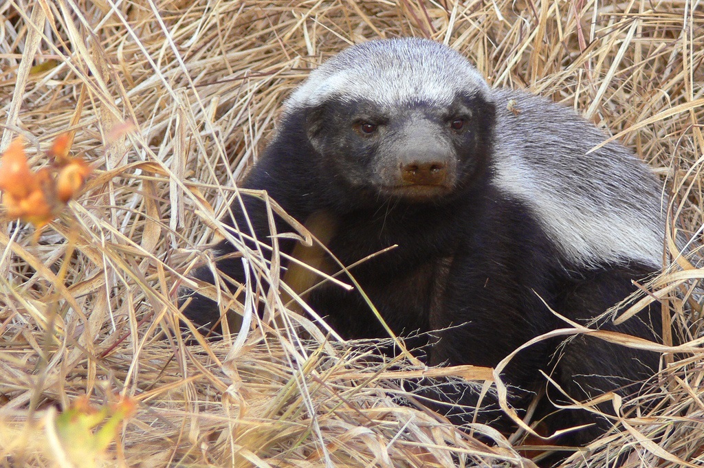 Honey badger is displeased - his rest is violated