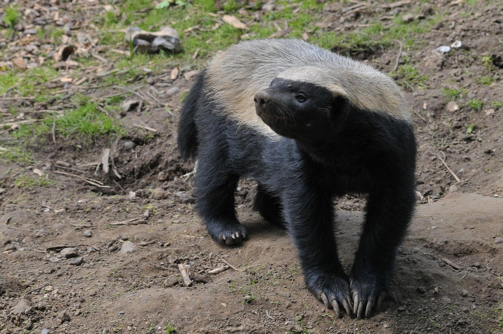 A honey badger has more claws on its front paws than on its hind legs.