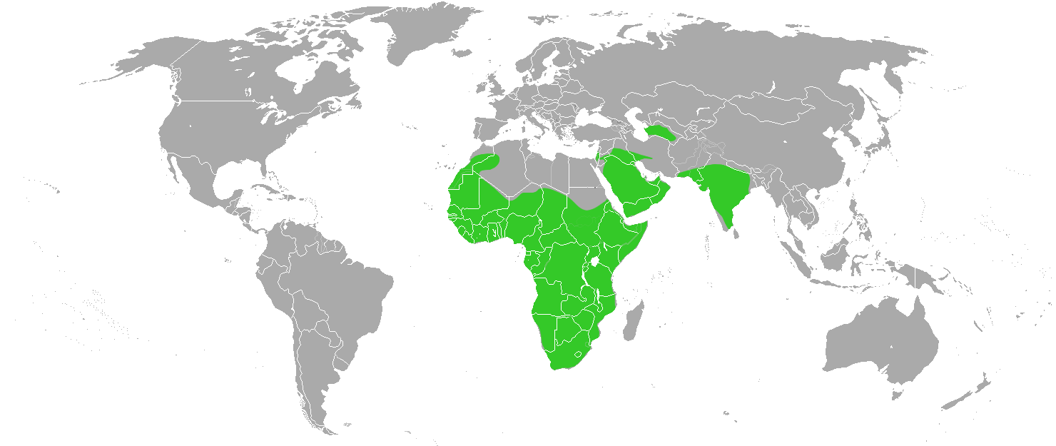The area of ​​the honey badger in Africa and Asia