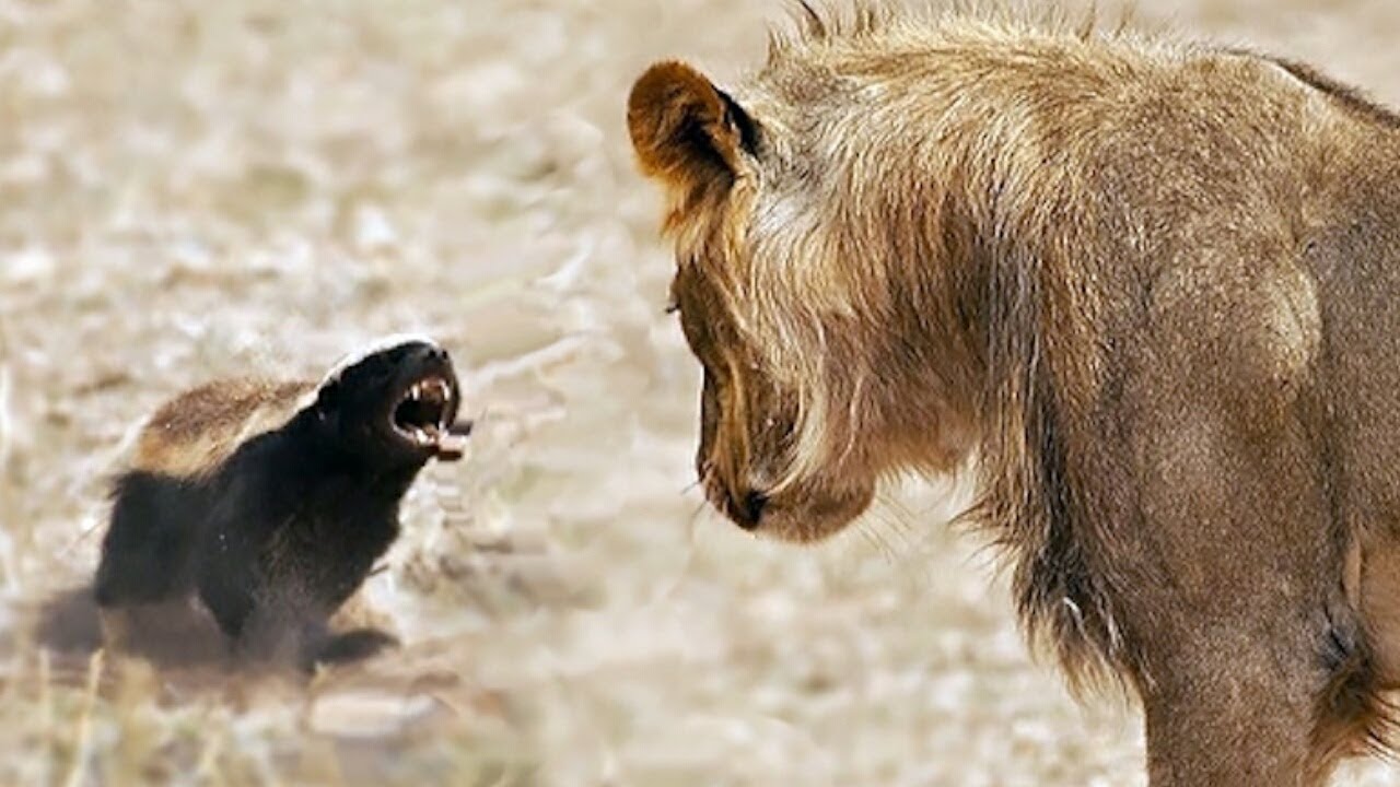 O texugo de mel corajosamente ataca leões se eles o ameaçarem