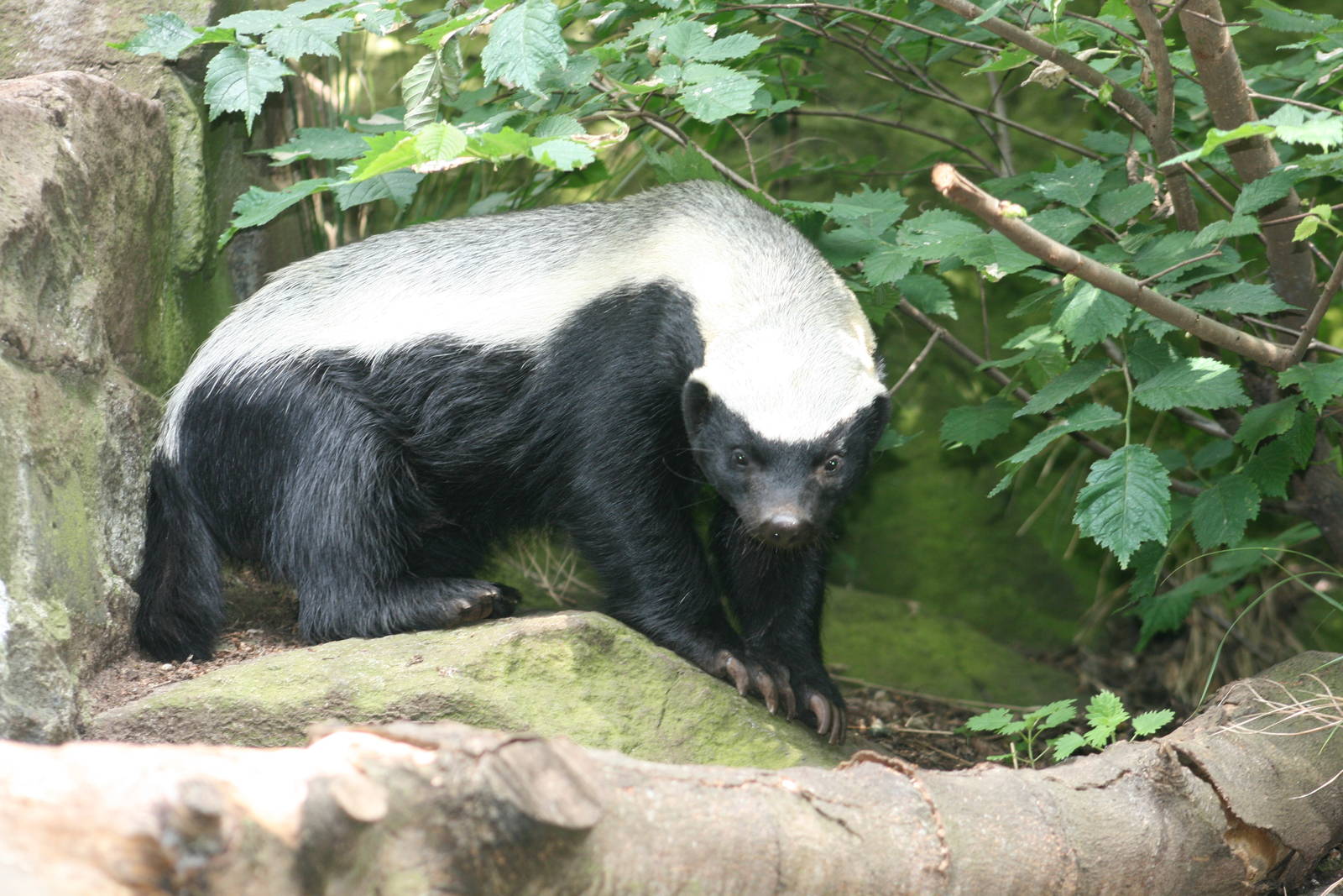 תמונה של דבש Badger בגן החיות