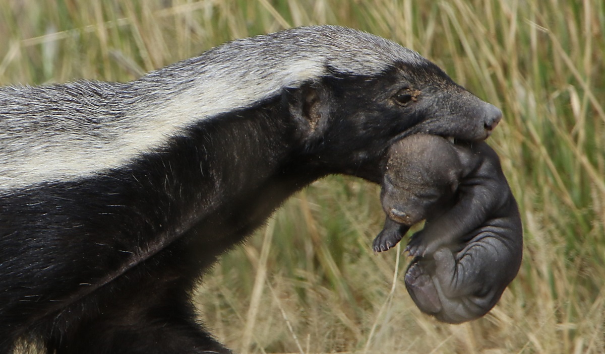 Female honey badger with a puppy