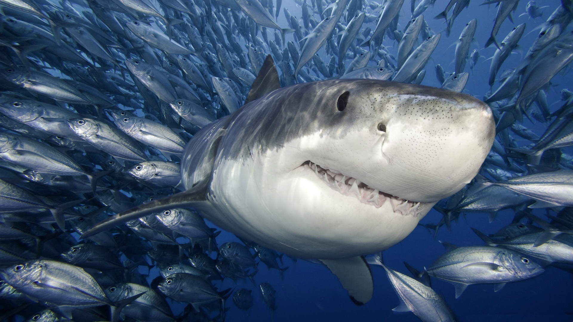 Велика біла акула в зграї риб