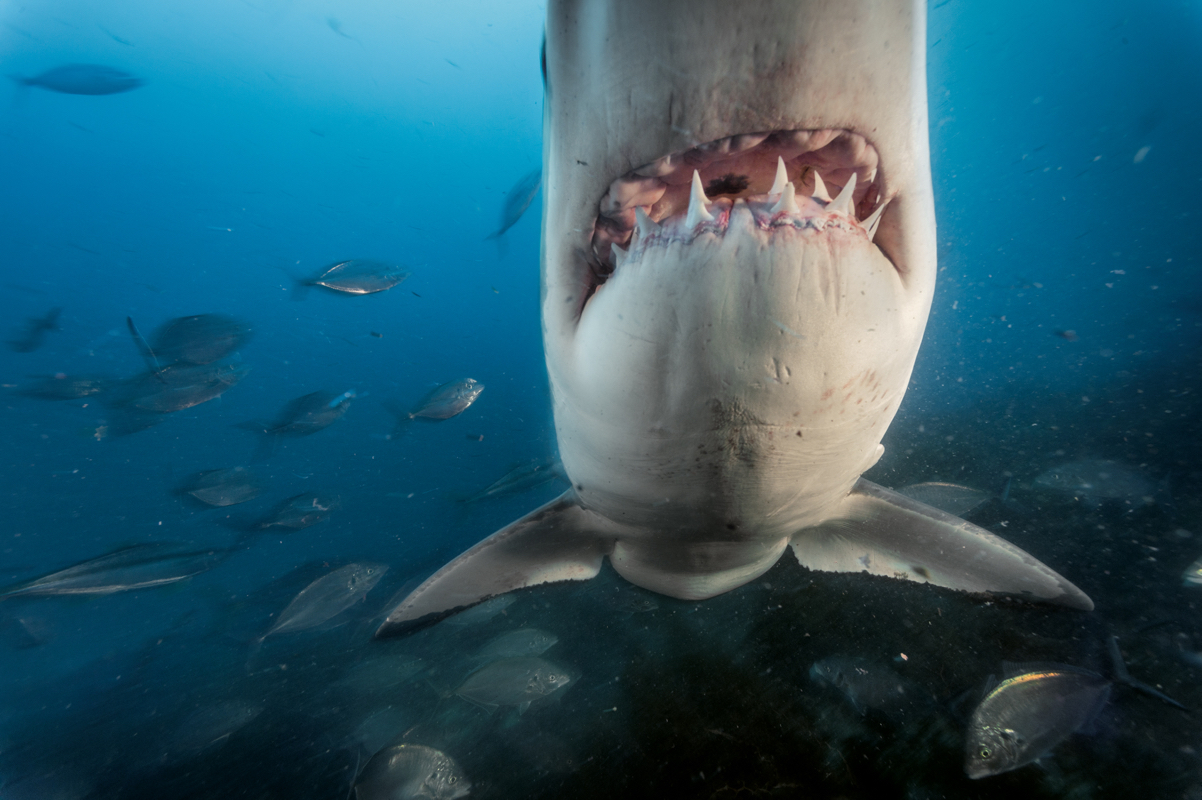 Μεγάλη Άσπρη Άνοιξη με σιαγόνες καρχαρία
