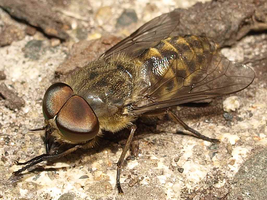 Eyes of the species are bullfly (Tabanus bovinus)