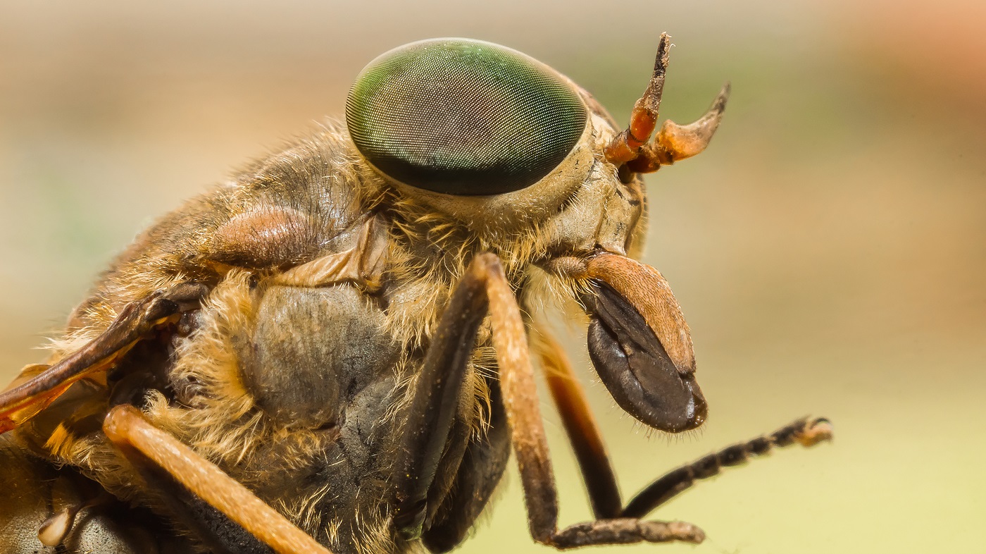 Horsefly: eyes and proboscis of horseflies