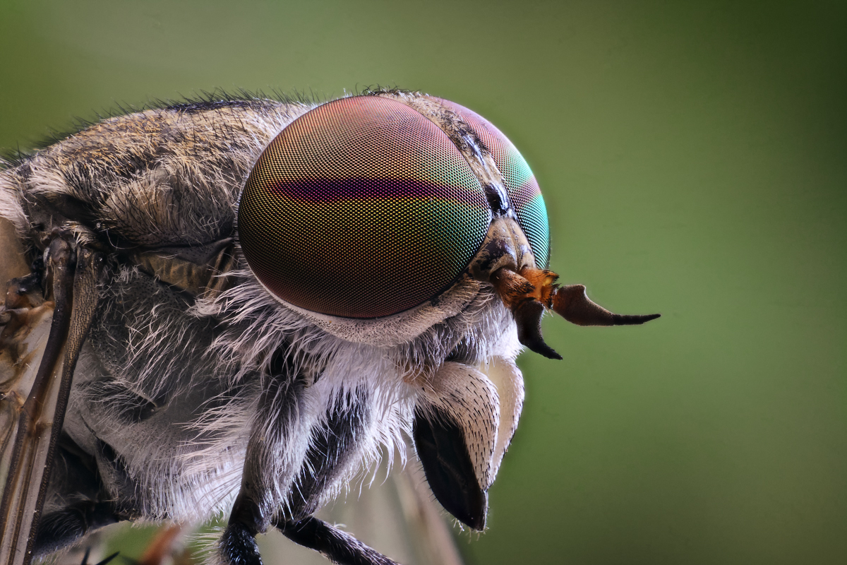 Horsefly: gadfly eyes