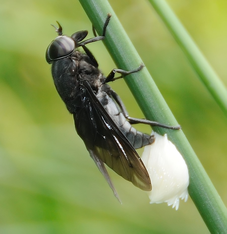 Goosefly female lays eggs