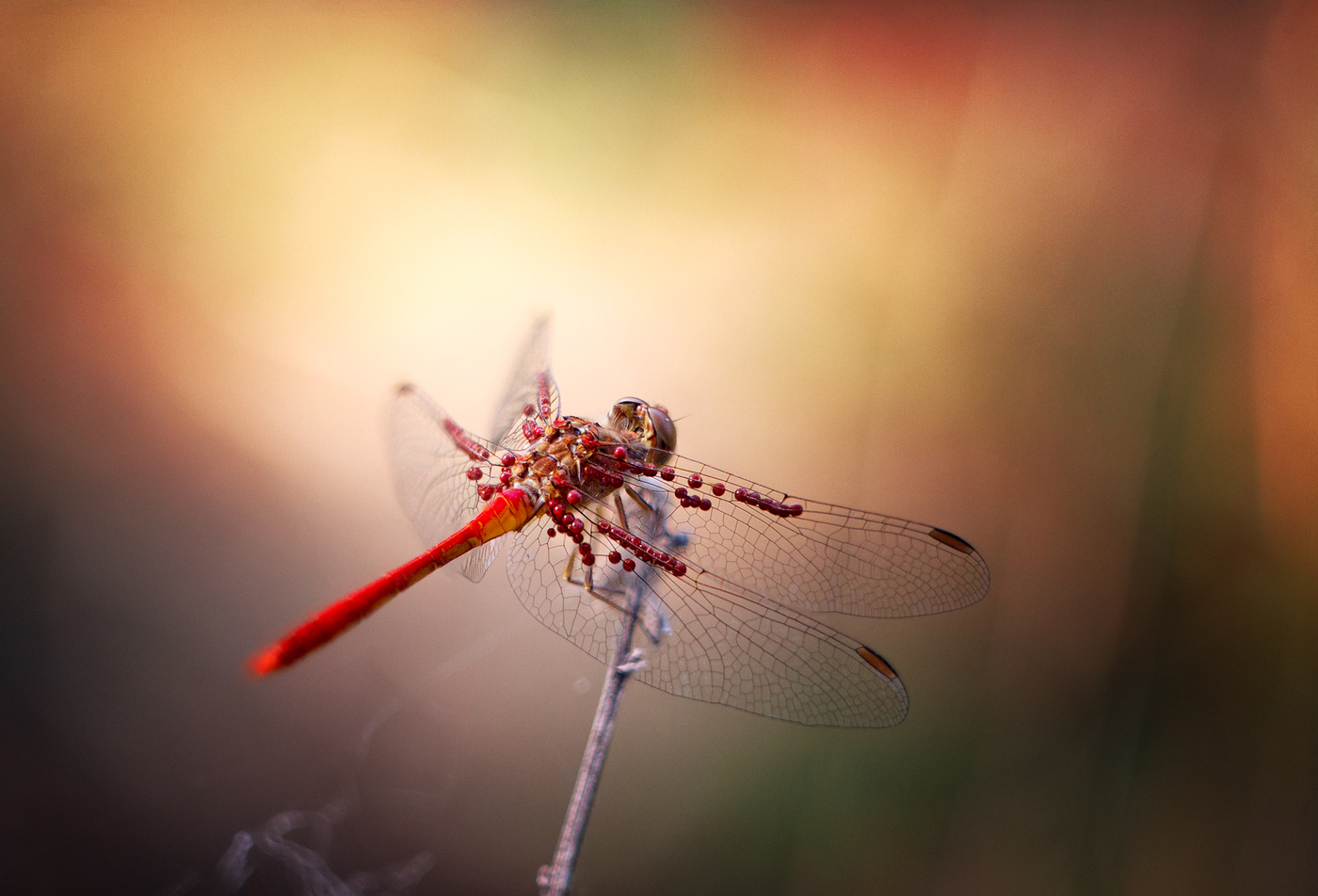Dragonflies have enemies; on the wings of the larva of the parasite - mite