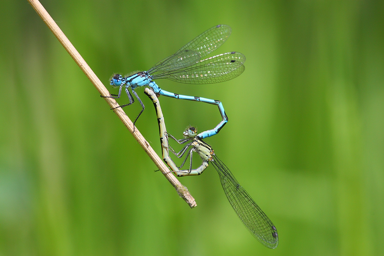 Dragonflies mate