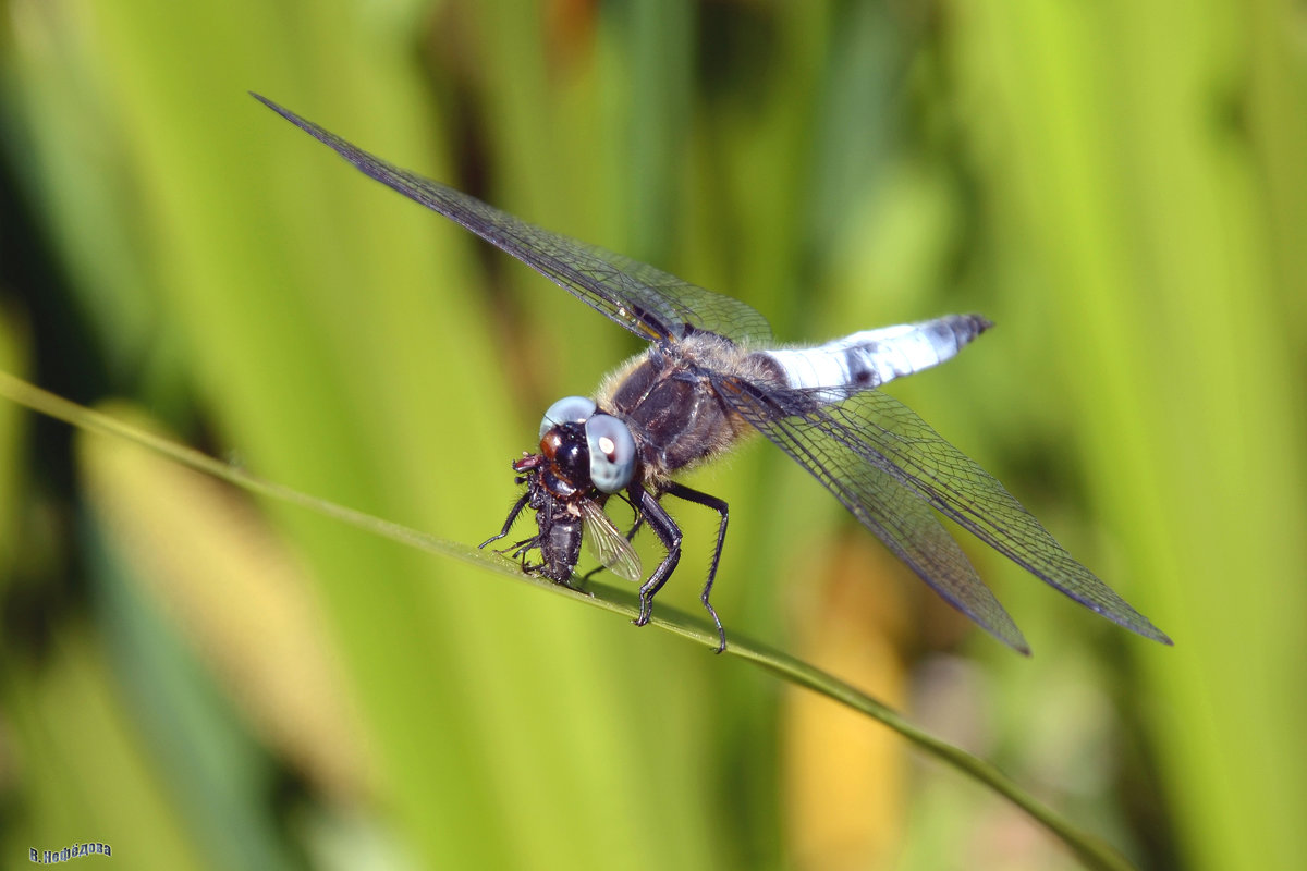 Dragonfly with prey