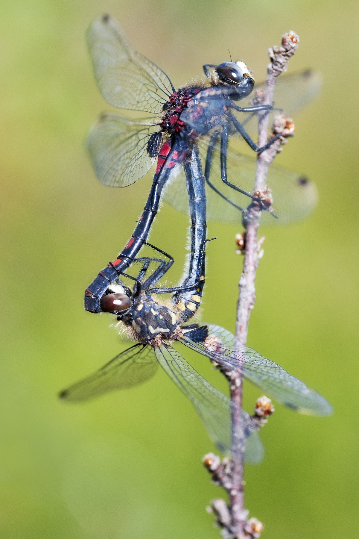Mating pair of dragonflies of the species belonos doubtful
