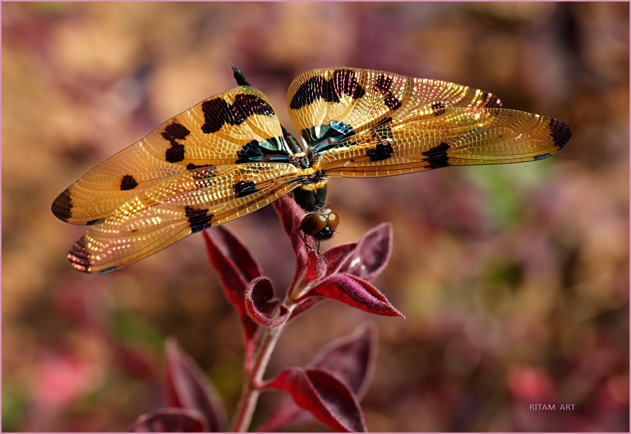 Dragonfly ryothemis variegata
