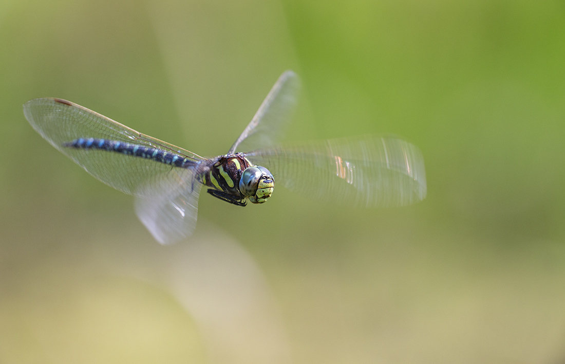 Dragonfly нислэгийн үед