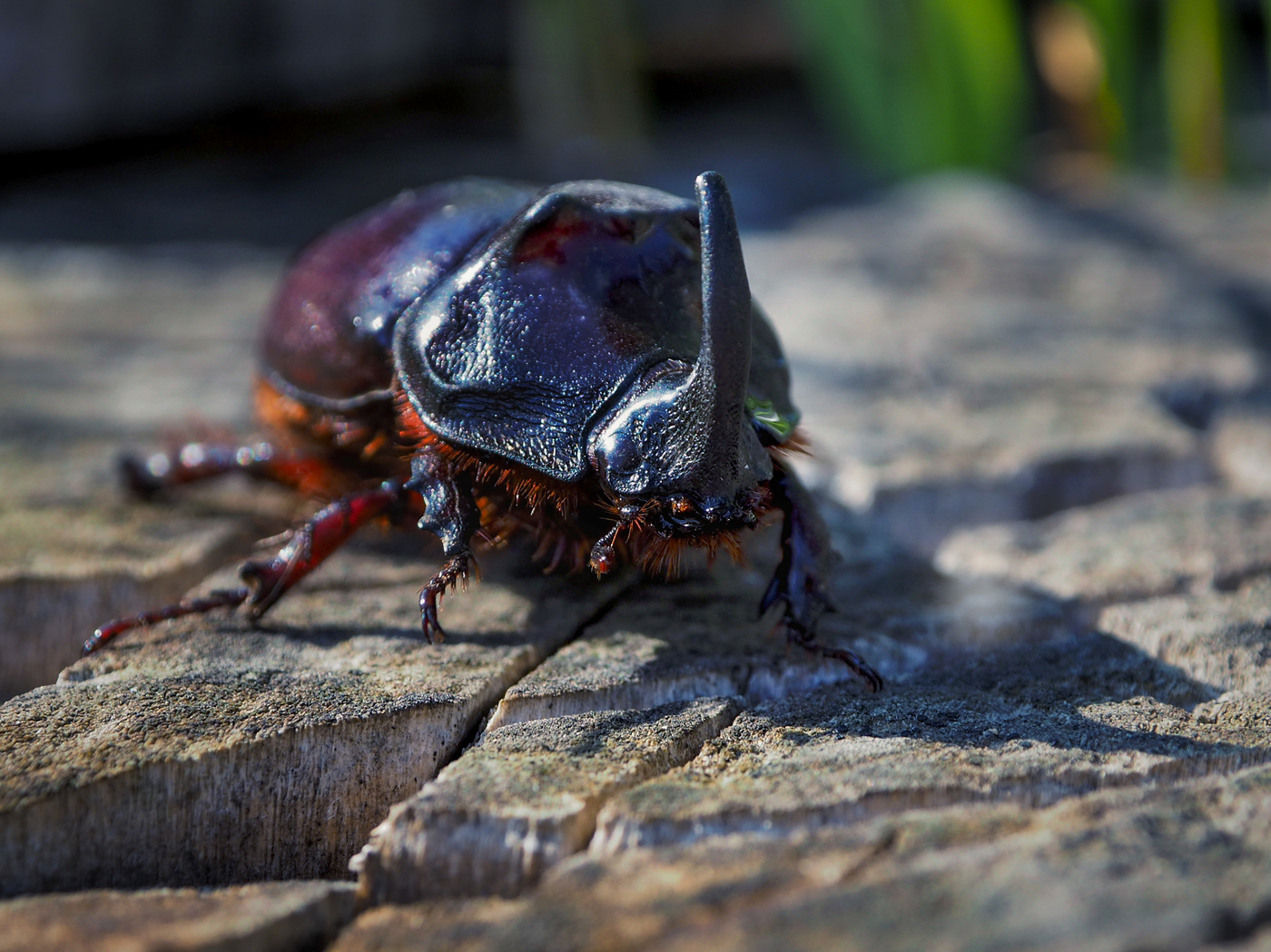 The rhinoceros beetle or the rhinoceros-nesting beetle is a species of b...