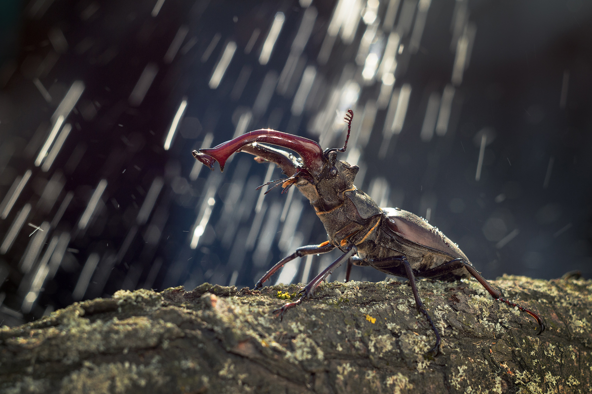 Deer beetle in the rain