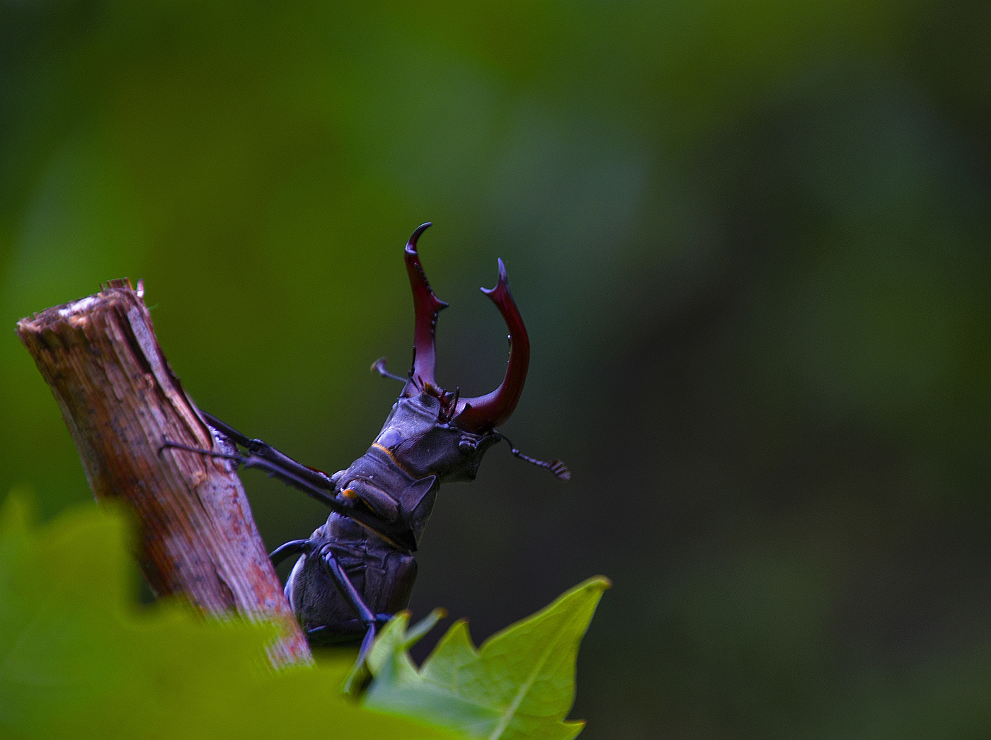 Stag beetle: photo of horns