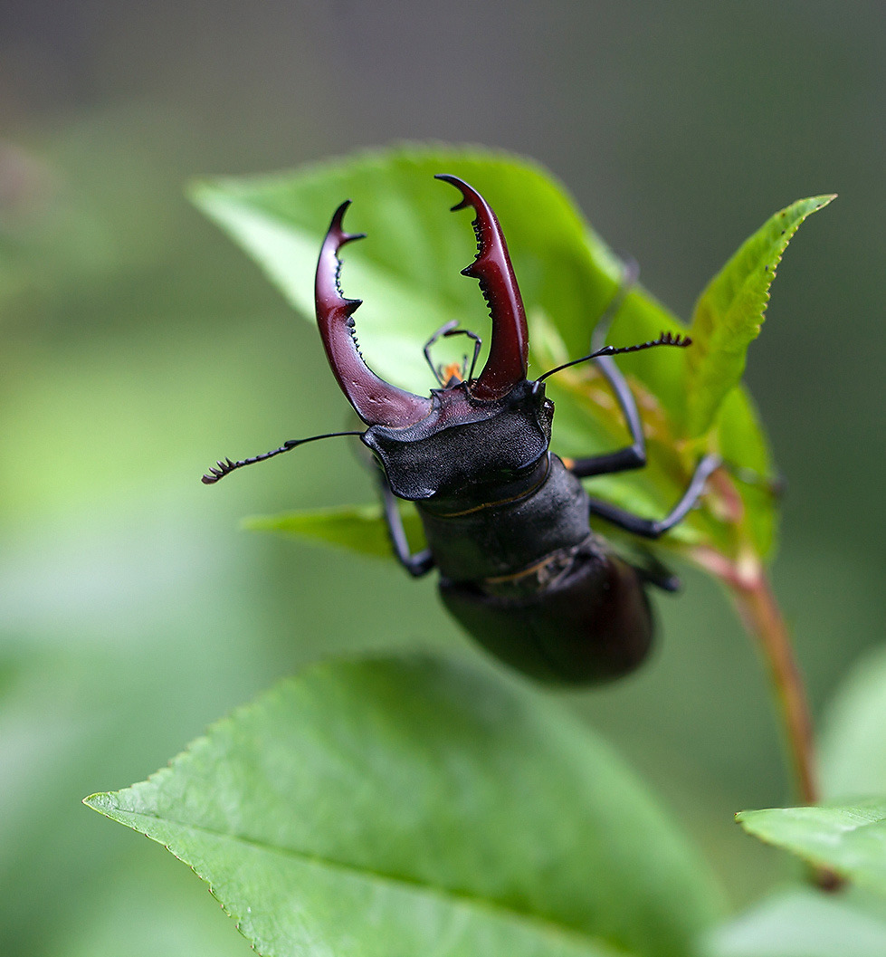 Stag beetle on leaf close-up