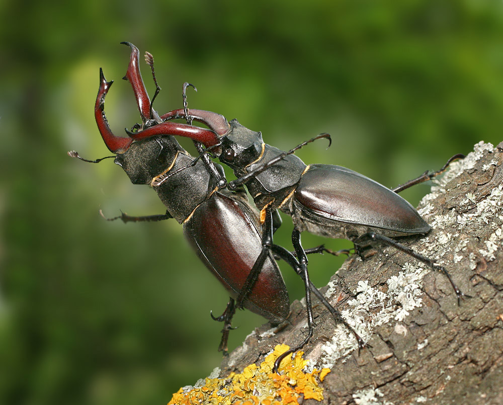 Fight of deer beetles, males divide a tree