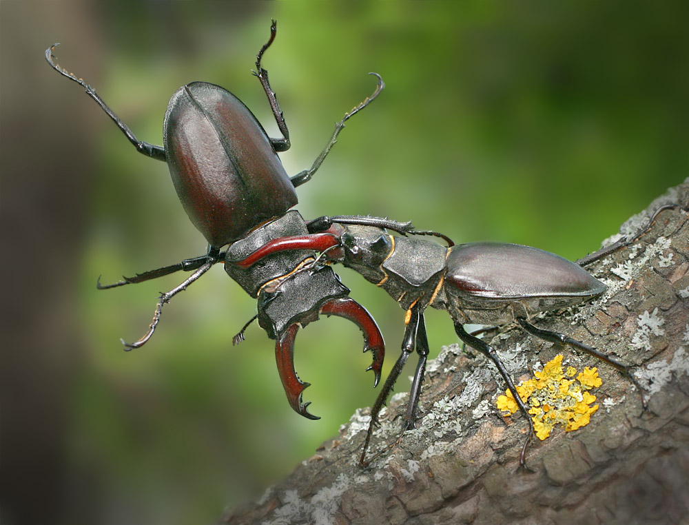 Fight deer beetles