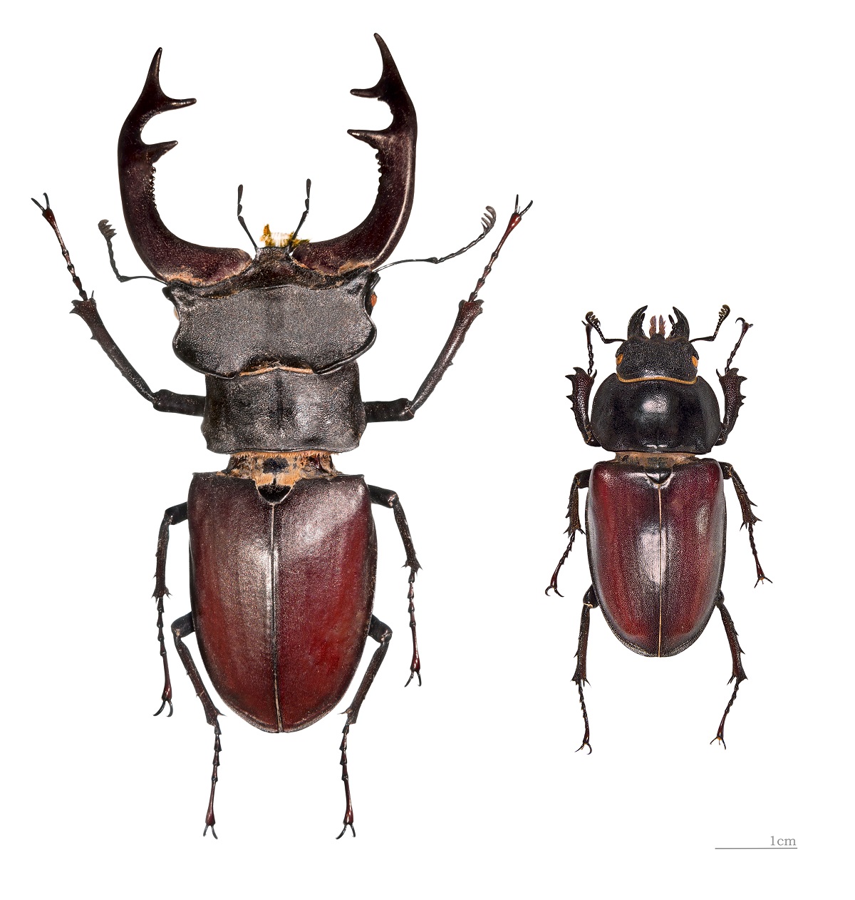 Male and female stag beetle