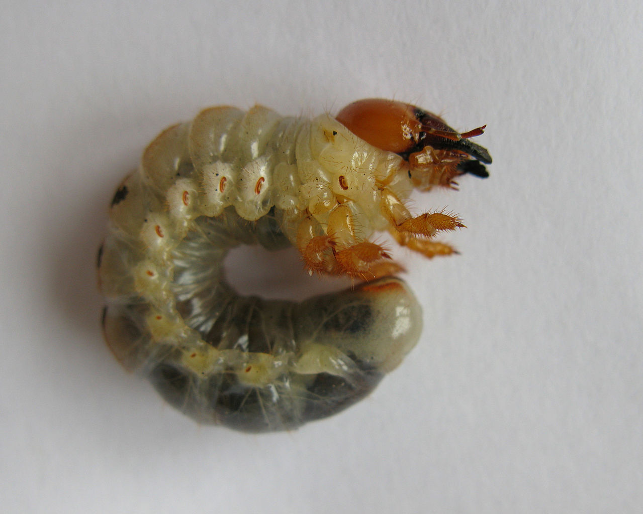 Ζώα σκαθάρια Larva