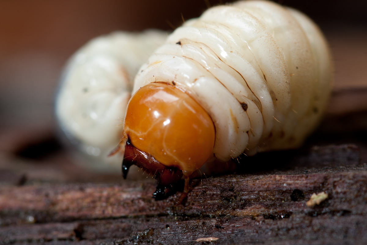 Ζώα σκαθάρια Larva