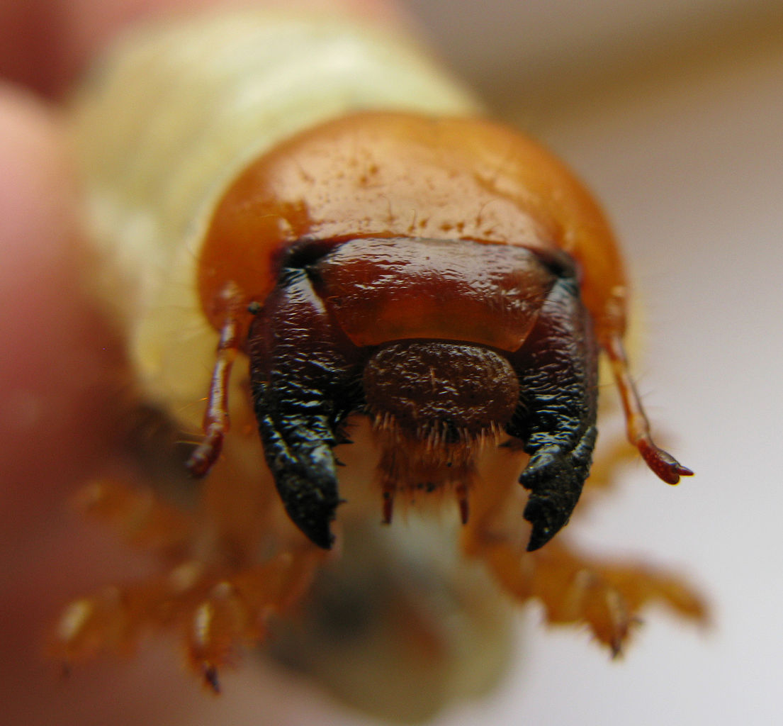 Head of larva close up