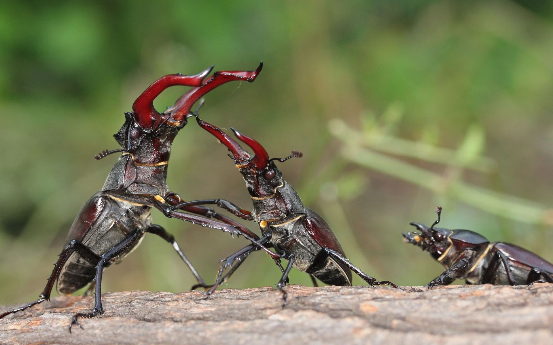 Battle of deer beetles for the female