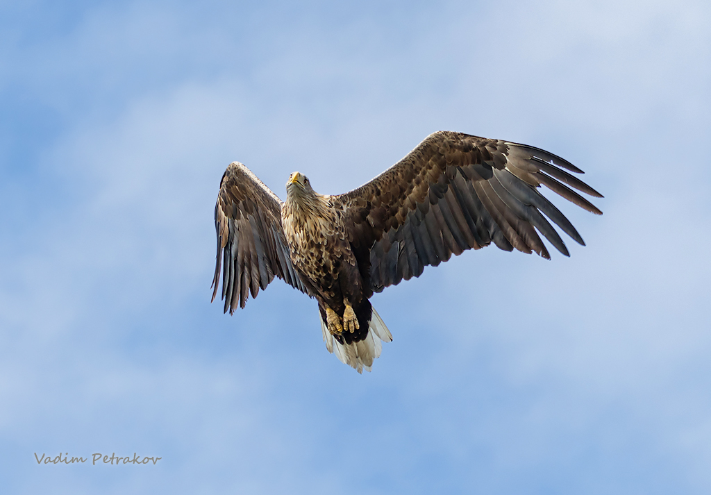 White-tailed eagle in the sky