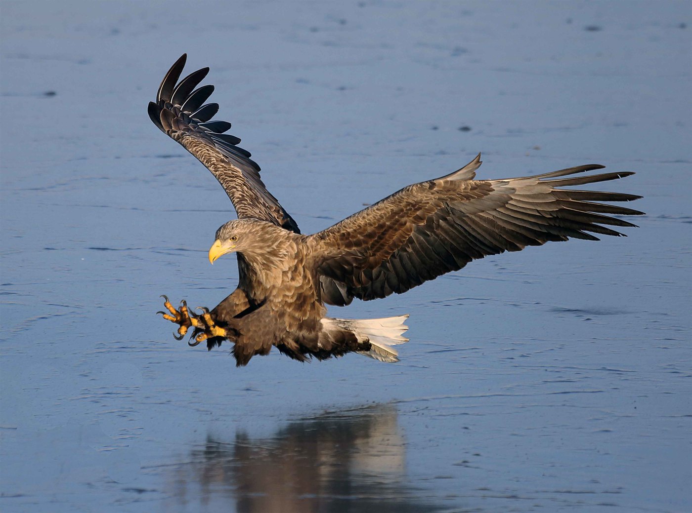White-tailed eagle attacks, Golden Horn Bay, Vladivostok