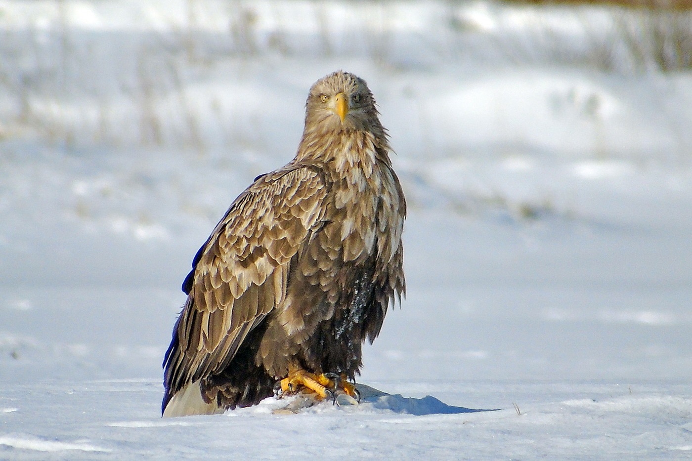 White-tailed eagle in the snow