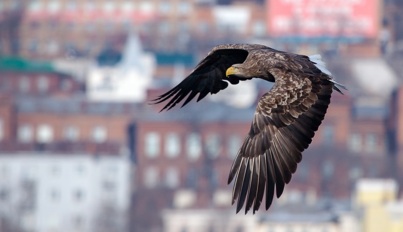 White-tailed eagle over Vladivostok