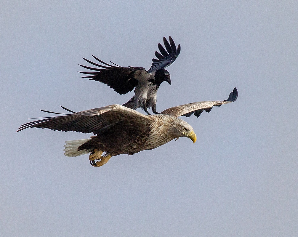 Crow riding a white-tailed eagle