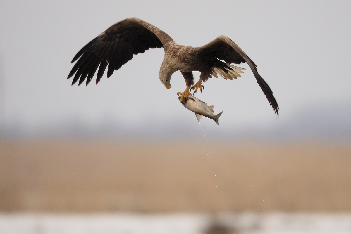 White-tailed eagle with prey