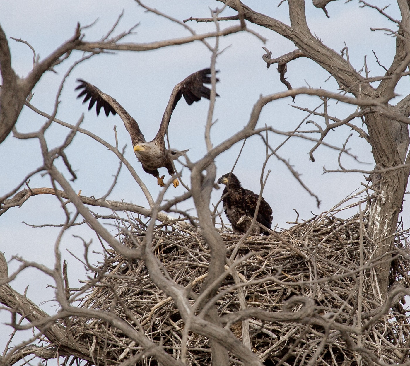 Adult white-tailed eagle with a single maturing chick in the nest
