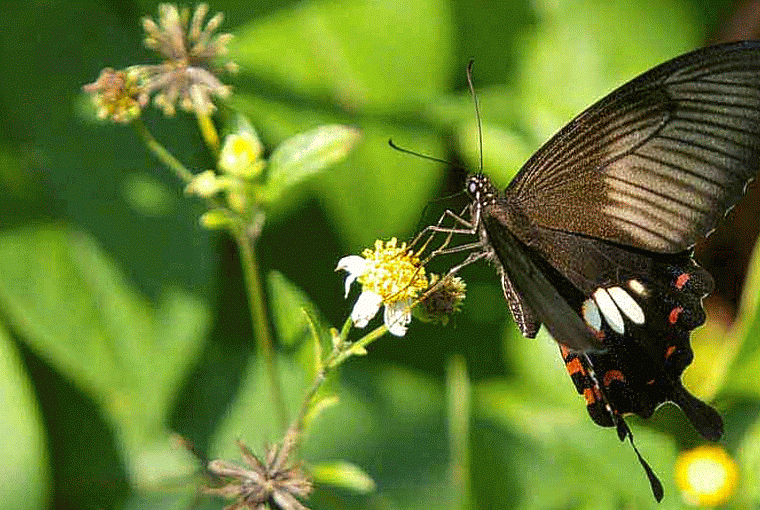Gif image papillon