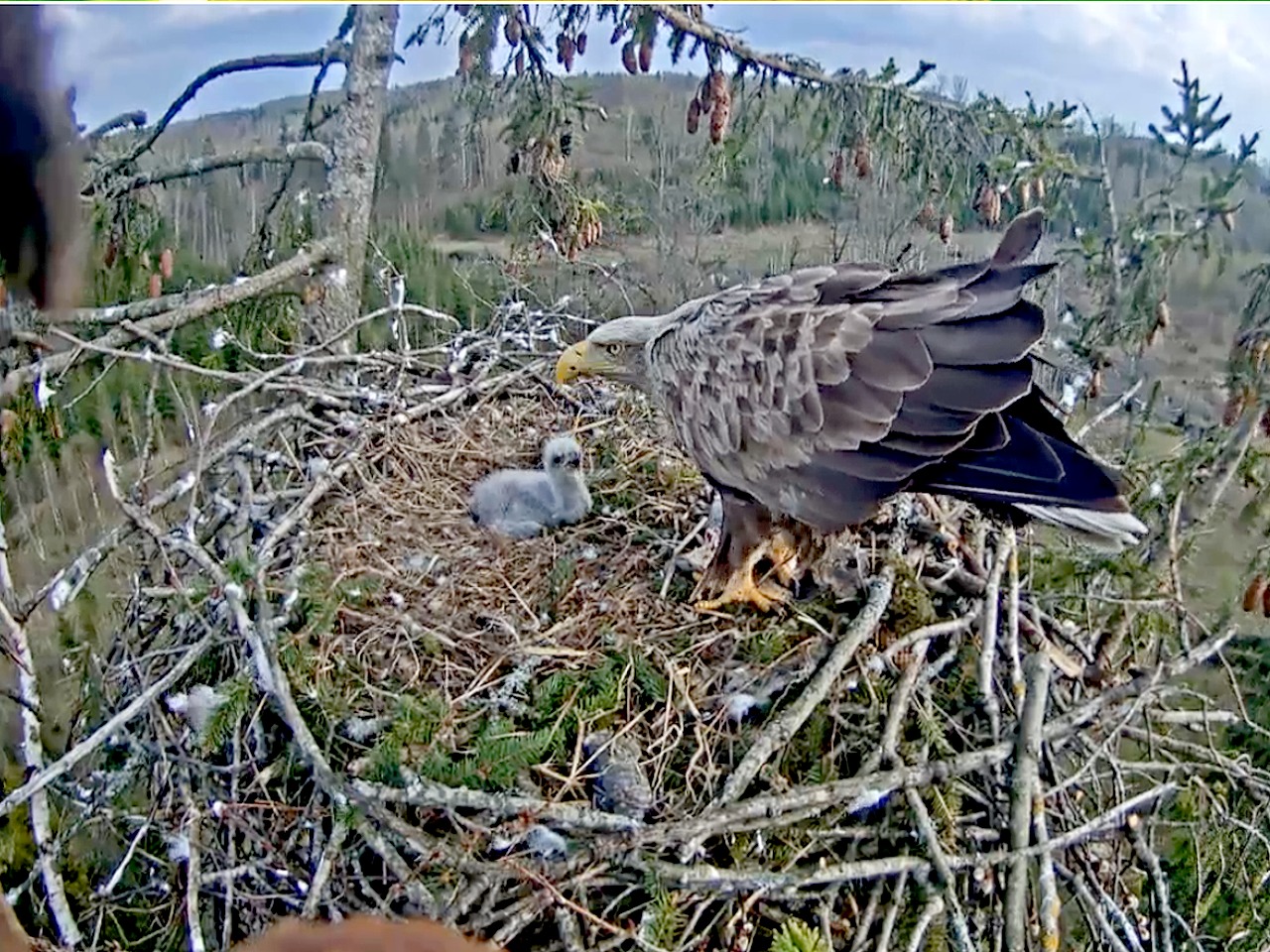 Freeze frame from webcam installed in the nest of white-tailed eagles in Latvia