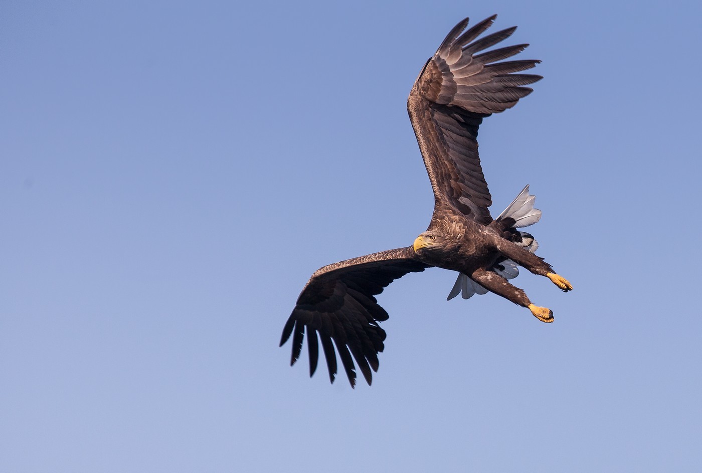 Dawb-tailed Eagle