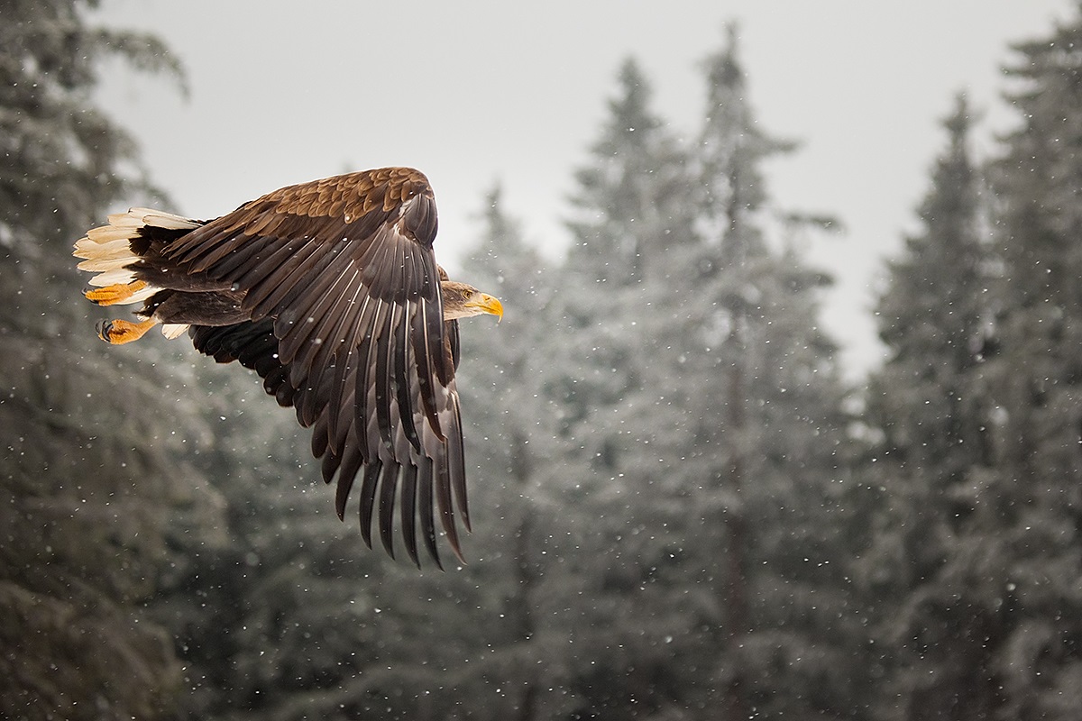 Orol bielohlavý: letí v zimnom lese