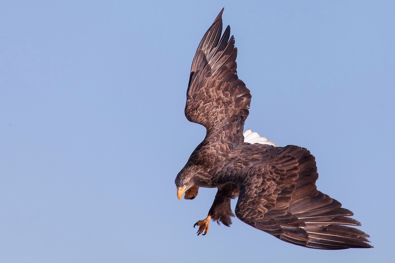 Hvít-tailed Eagle í vetur himinn Vladivostok