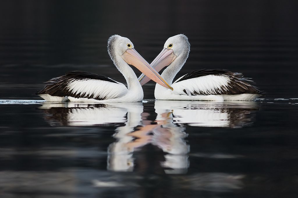 คู่ของ pelicans ออสเตรเลียในน้ำ
