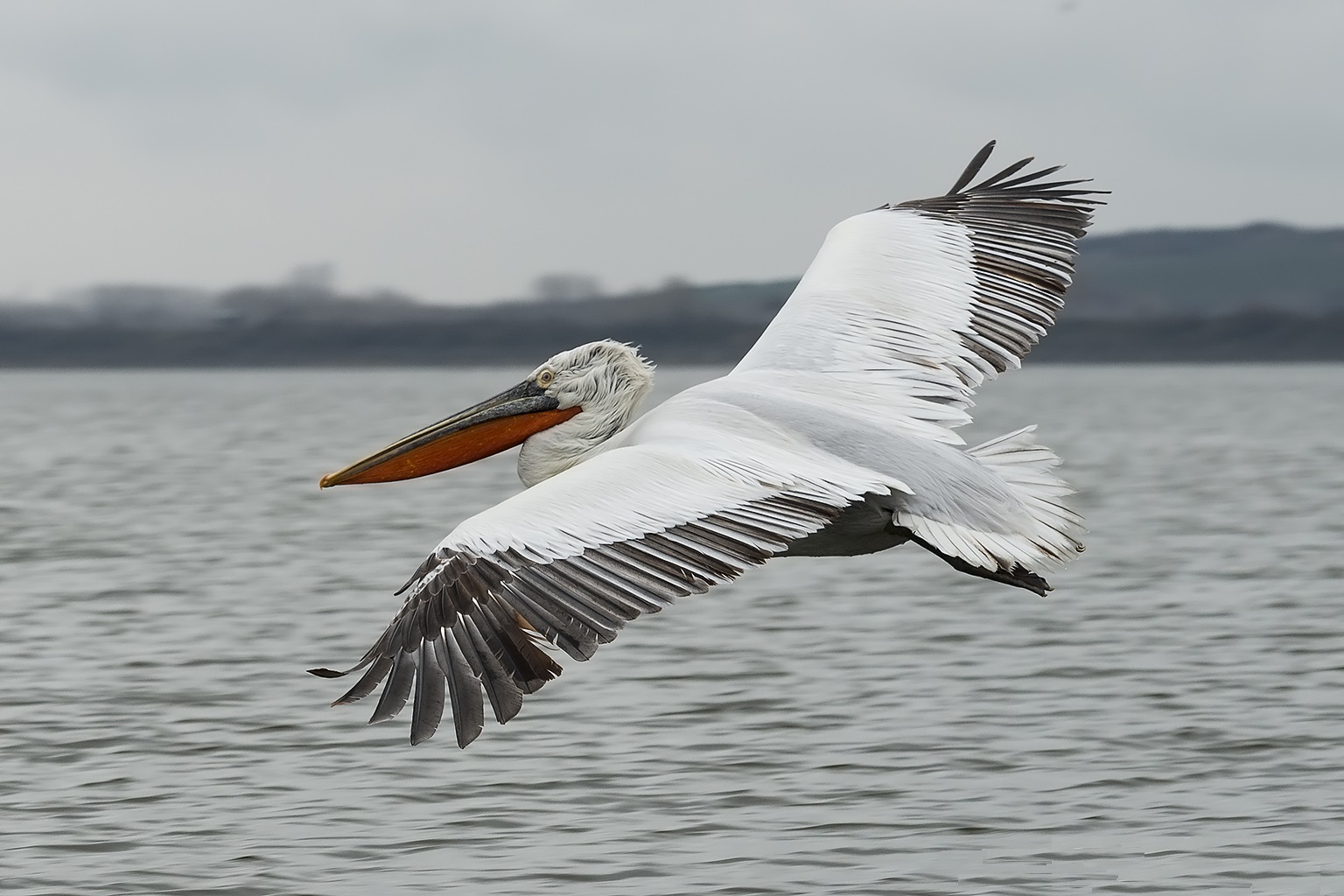 Curly pelican in flight