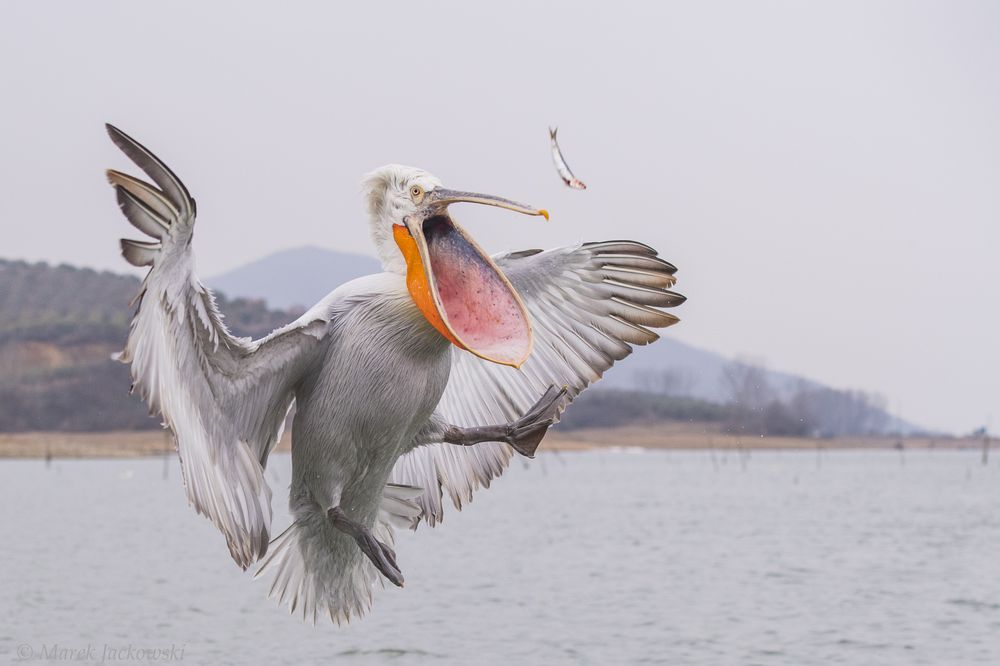 Curly pelican catches fish on the fly