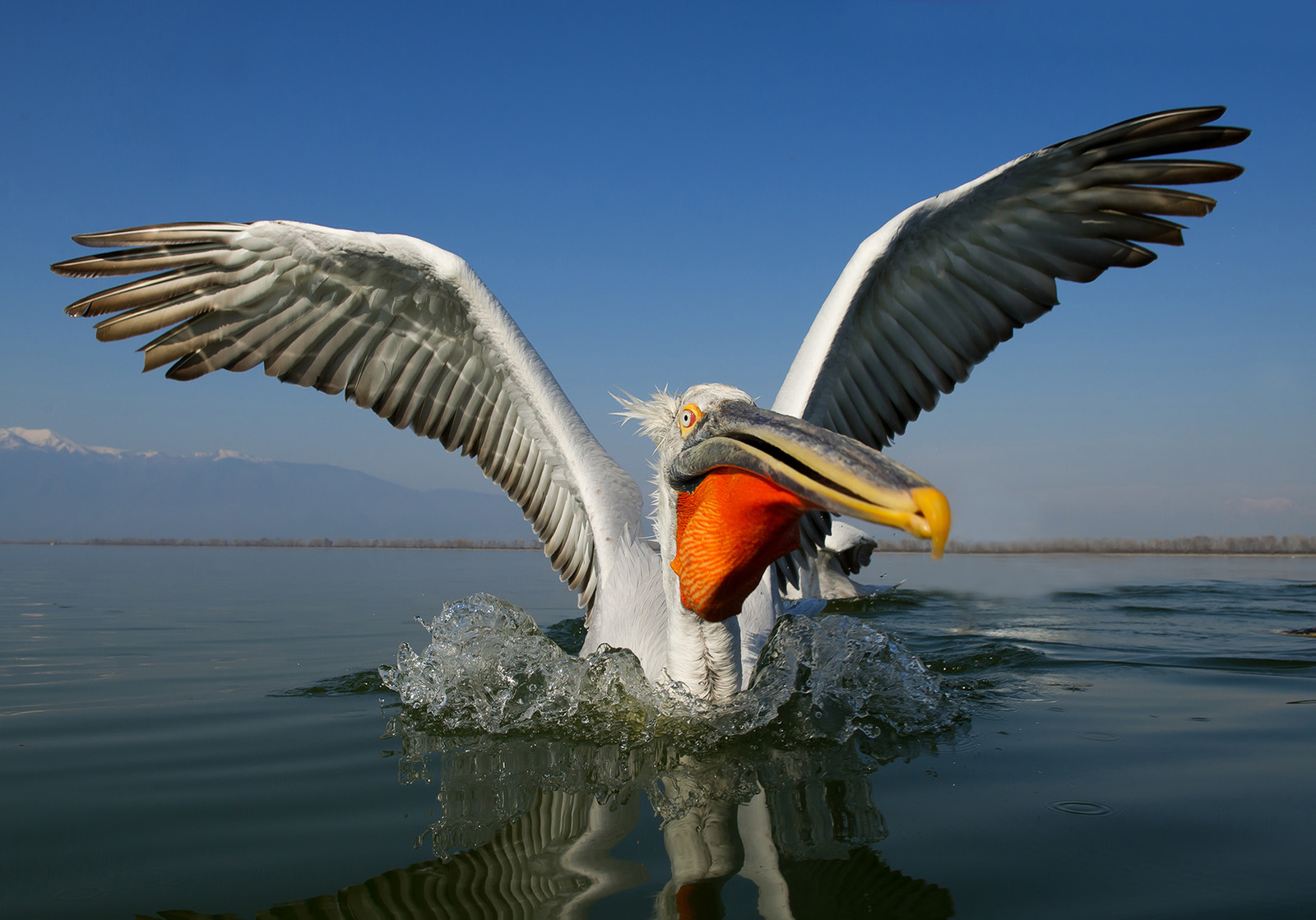 Kinky Pelican ในน้ำ