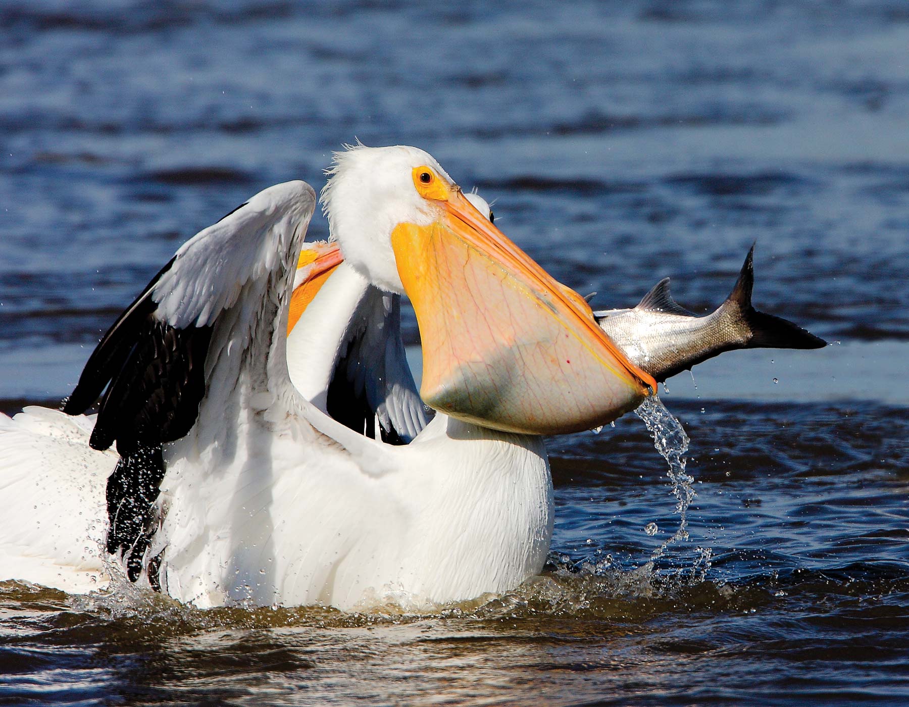 Amerikan beyaz pelikan büyük bir balık yakaladı
