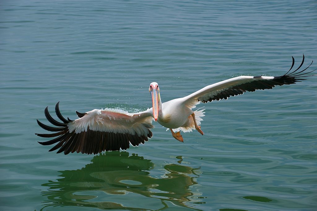 ሮዝ Pelican
