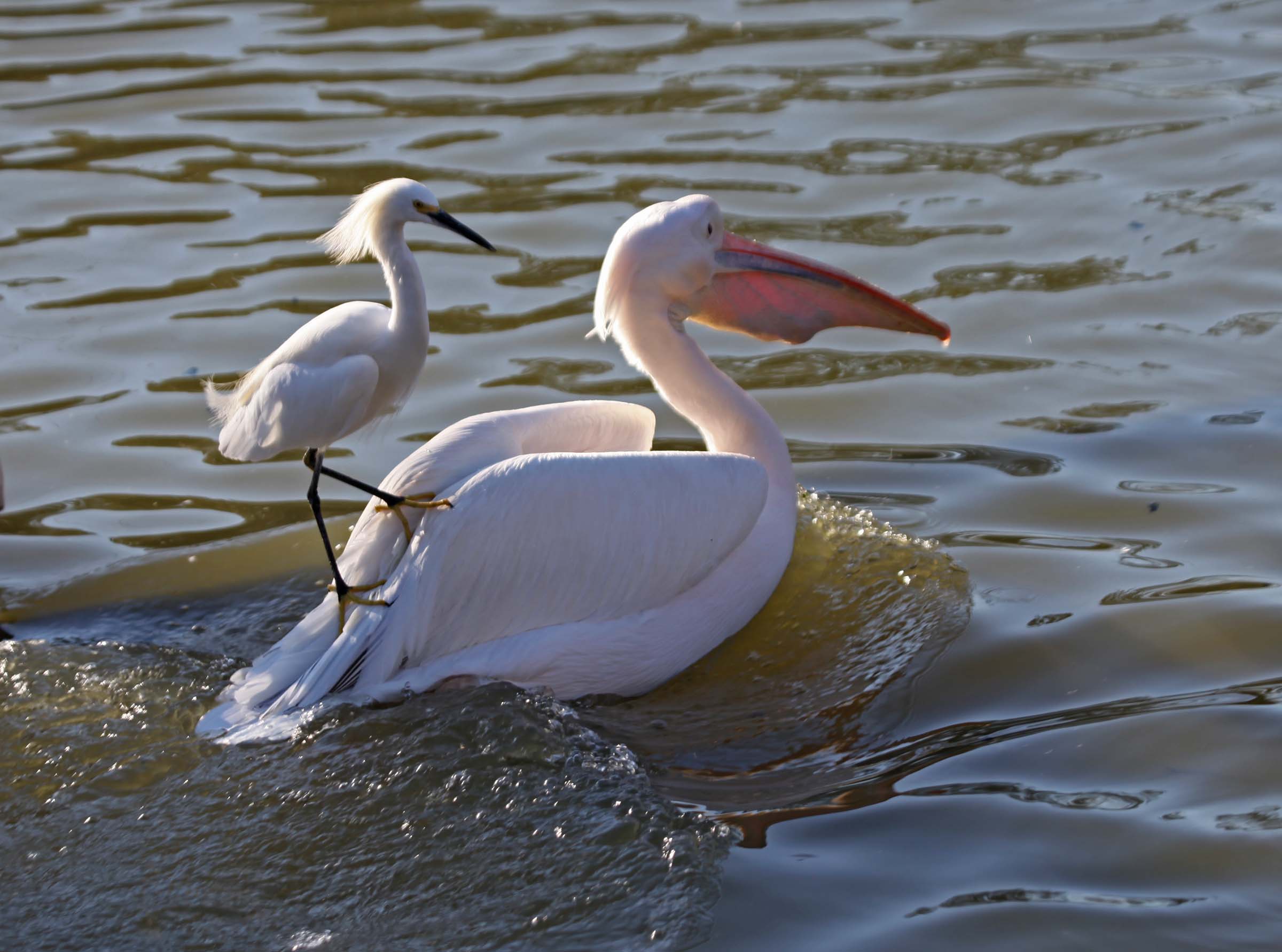 Pelican Pink-backed