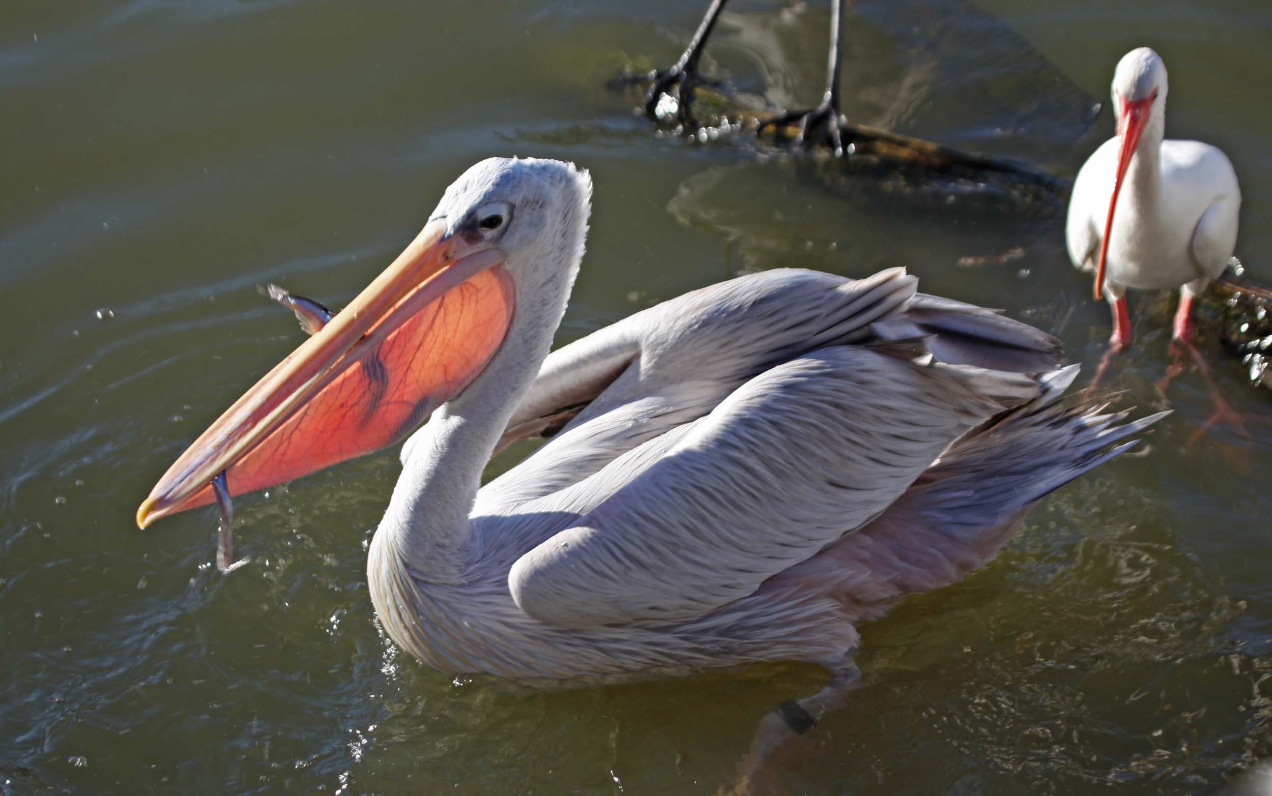 Pelican yang didukung Pink
